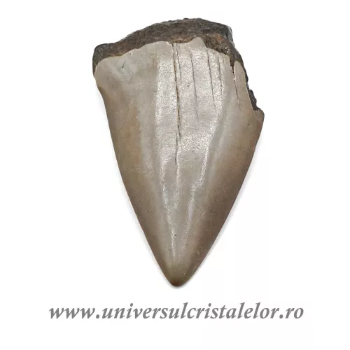 Dinte Megalodon Dinte Megalodon