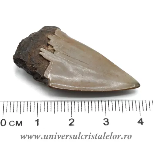 Dinte Megalodon Dinte Megalodon