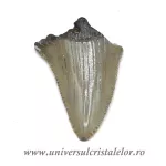 Dinte Megalodon Dinte Megalodon