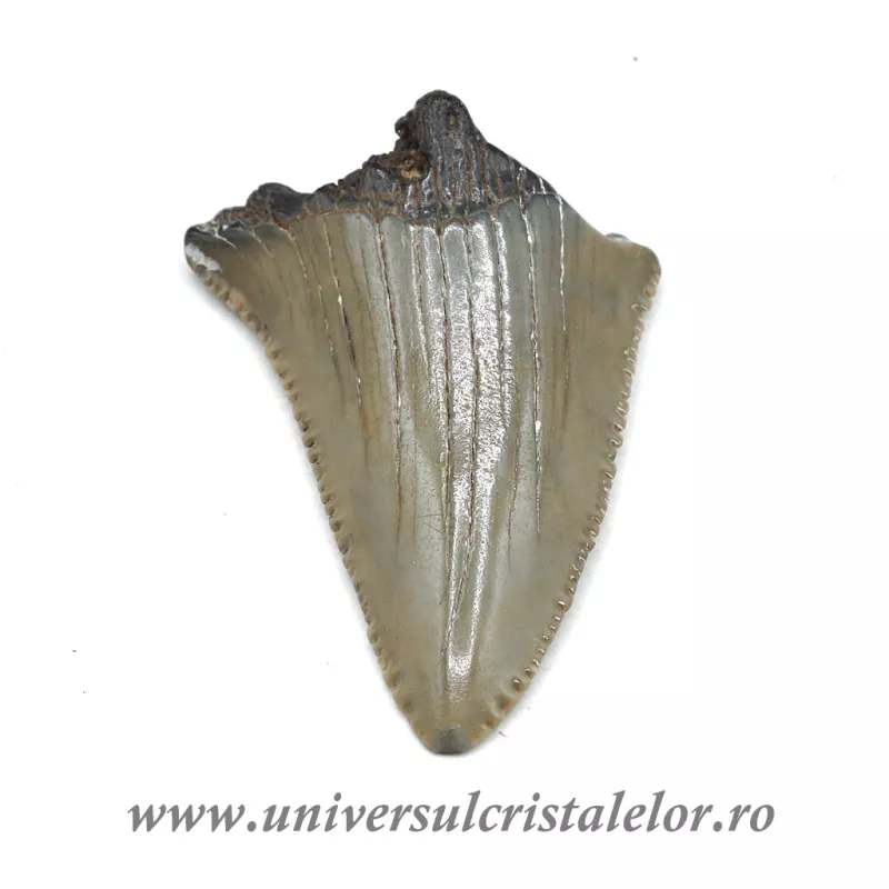 Dinte Megalodon Dinte Megalodon