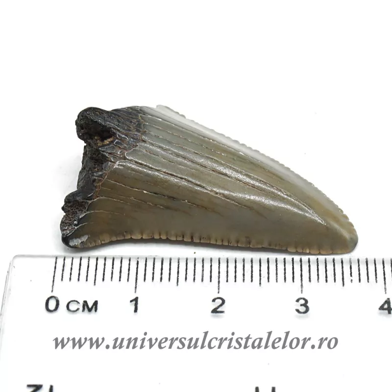Dinte Megalodon Dinte Megalodon