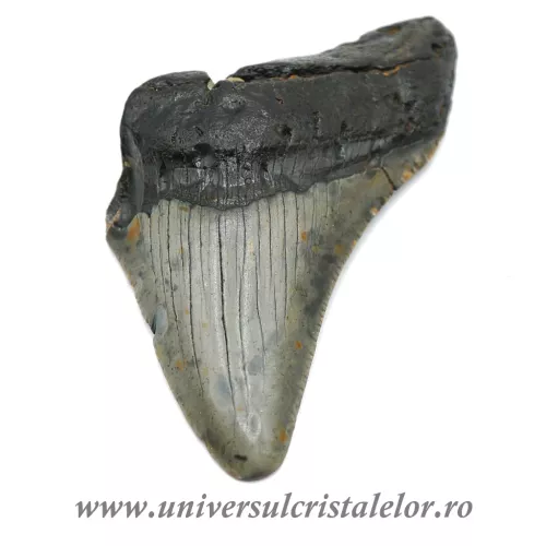 Dinte Megalodon