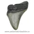 Dinte Megalodon