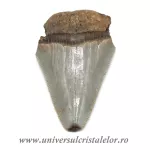 Dinte Megalodon Dinte Megalodon