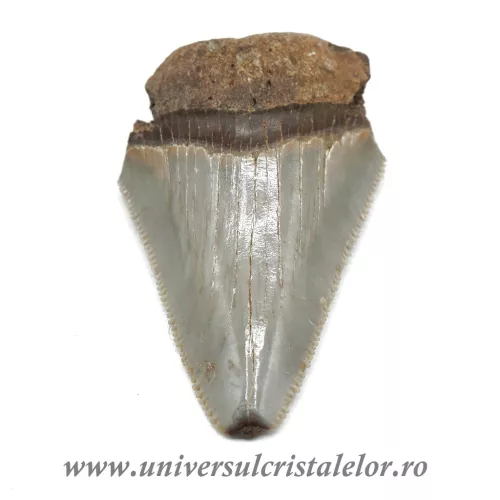 Dinte Megalodon Dinte Megalodon