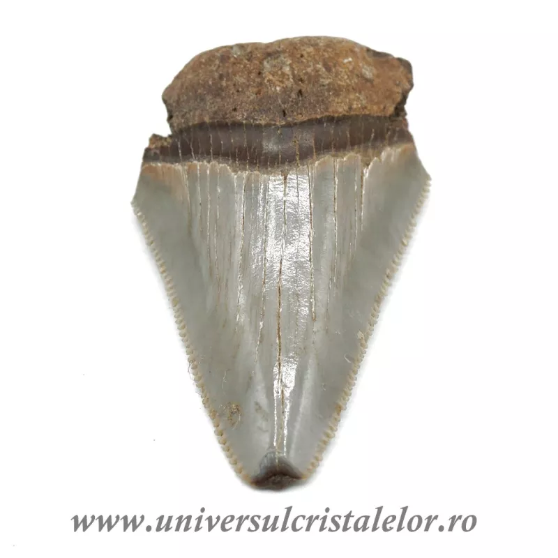 Dinte Megalodon Dinte Megalodon