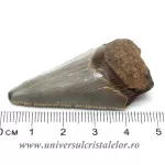 Dinte Megalodon Dinte Megalodon