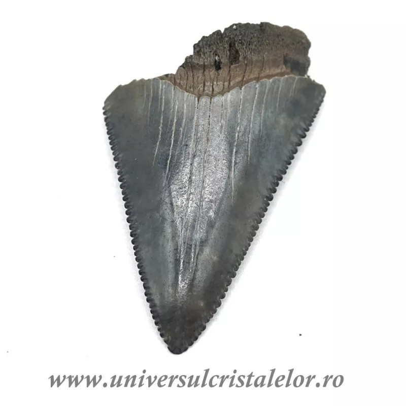 Dinte Megalodon Dinte Megalodon