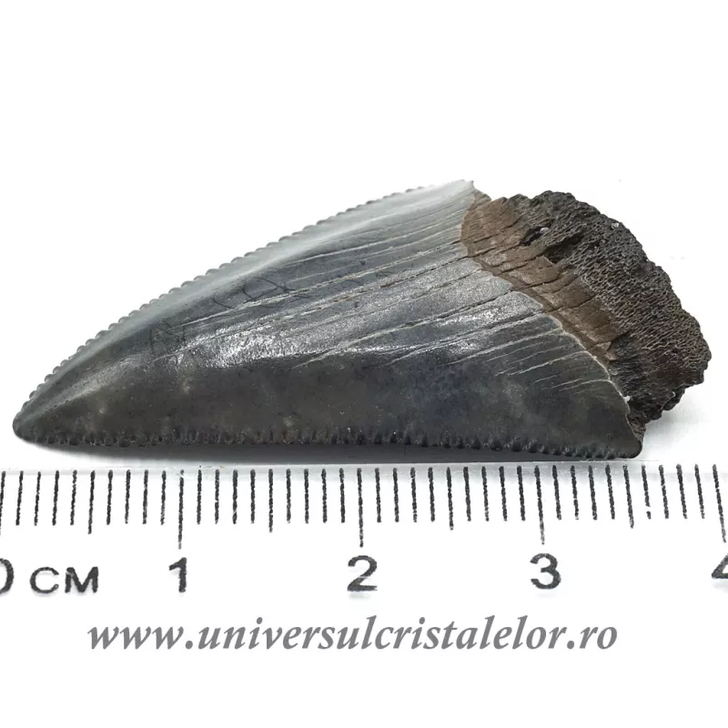 Dinte Megalodon Dinte Megalodon