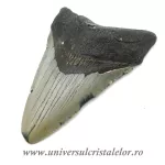 Dinte Megalodon