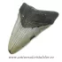 Dinte Megalodon