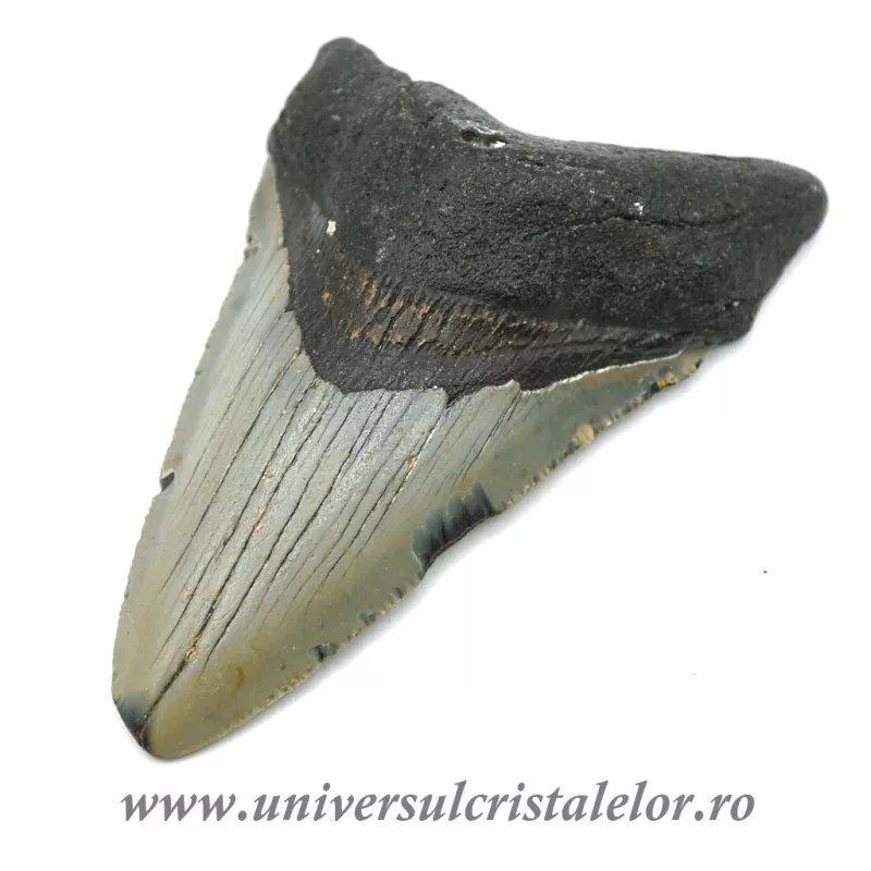 Dinte Megalodon