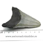 Dinte Megalodon