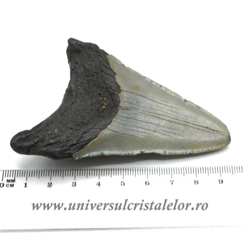 Dinte Megalodon