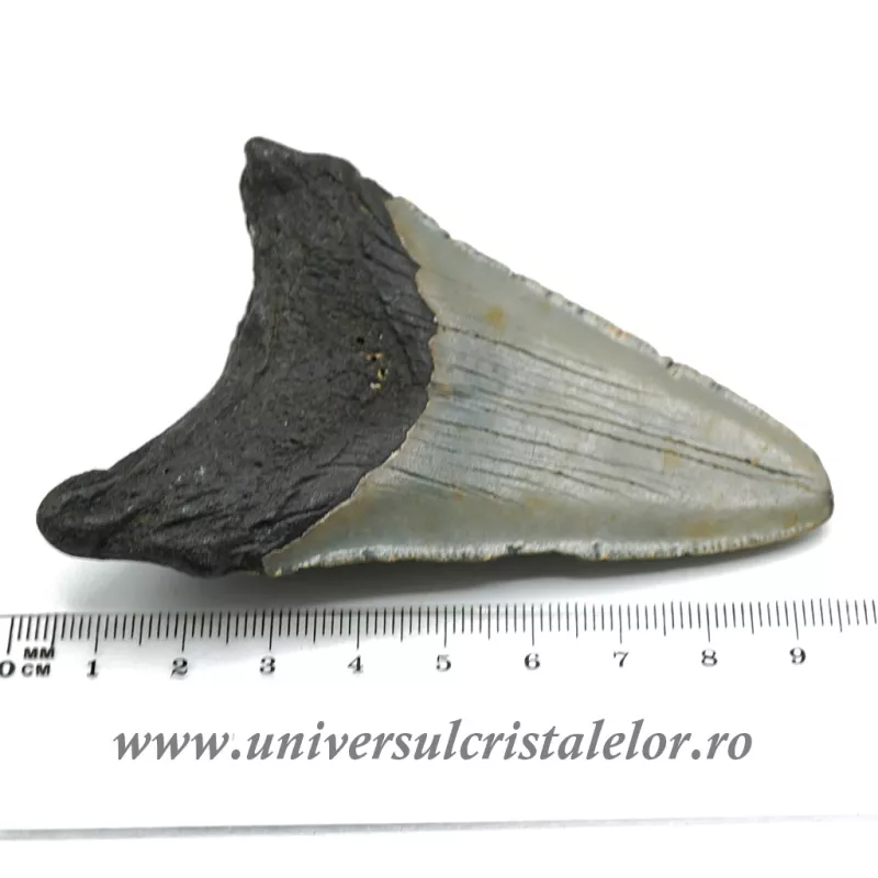 Dinte Megalodon