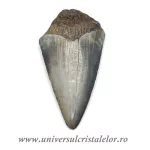 Dinte Megalodon Dinte Megalodon