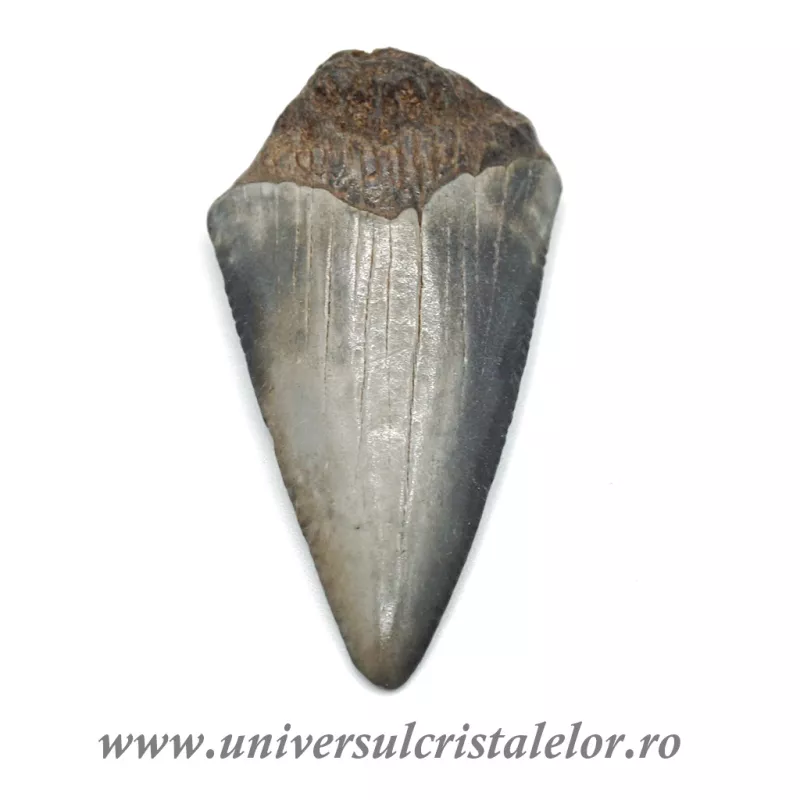 Dinte Megalodon Dinte Megalodon