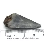Dinte Megalodon Dinte Megalodon