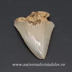 Dinte Megalodon Dinte Megalodon