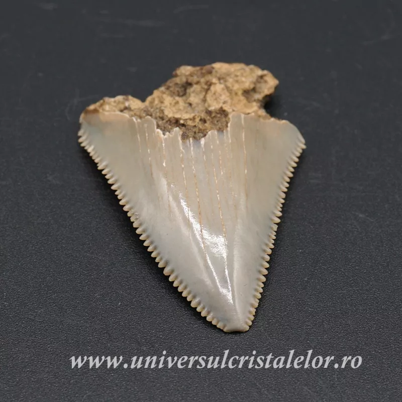 Dinte Megalodon Dinte Megalodon