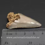Dinte Megalodon Dinte Megalodon
