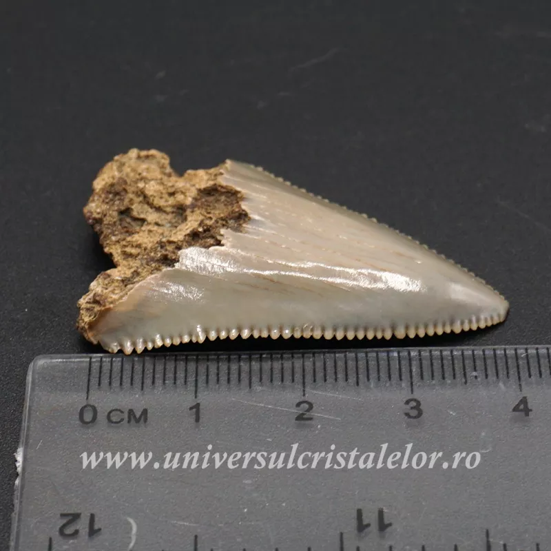 Dinte Megalodon Dinte Megalodon