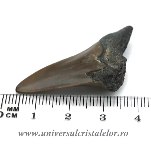 Dinte Megalodon