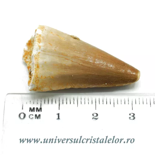 Dinte mosasaur Dinte mosasaur