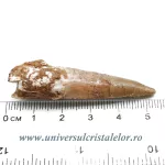 Dinte Spinosaurus Dinte Spinosaurus