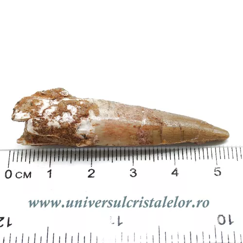 Dinte Spinosaurus Dinte Spinosaurus