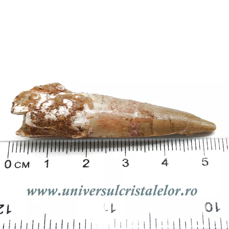 Dinte Spinosaurus Dinte Spinosaurus