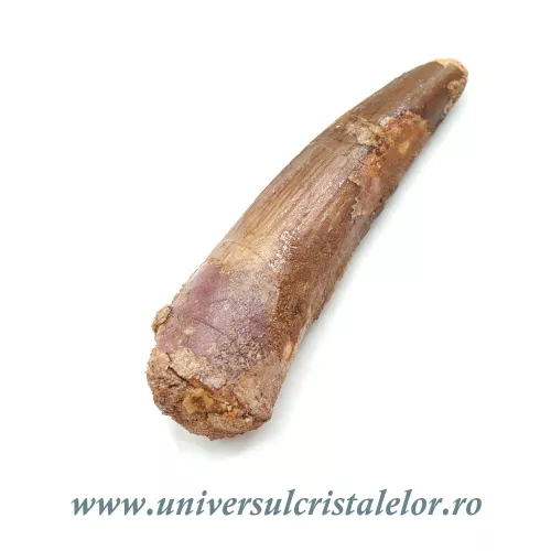 Dinte Spinosaurus Dinte Spinosaurus