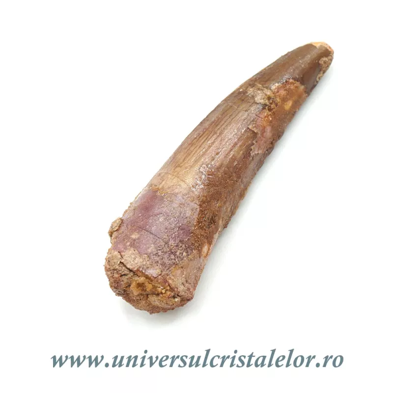 Dinte Spinosaurus Dinte Spinosaurus