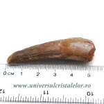 Dinte Spinosaurus Dinte Spinosaurus