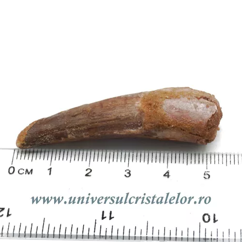 Dinte Spinosaurus Dinte Spinosaurus