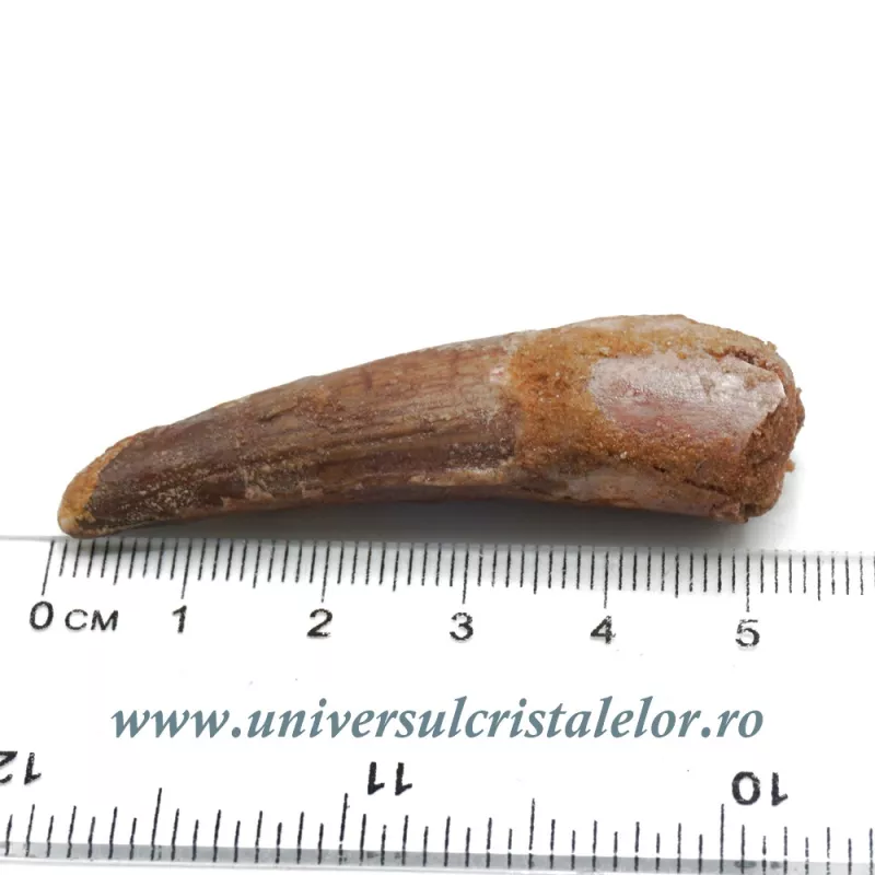 Dinte Spinosaurus Dinte Spinosaurus