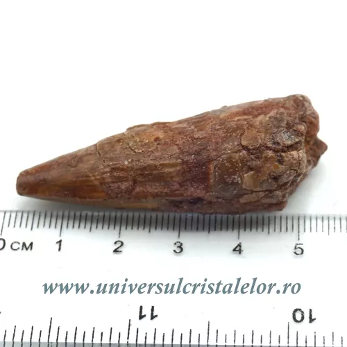 Dinte Spinosaurus Dinte Spinosaurus