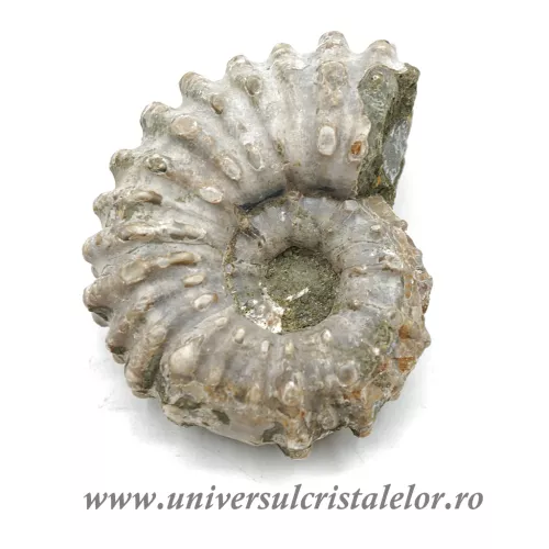 Amonit douvilleiceras