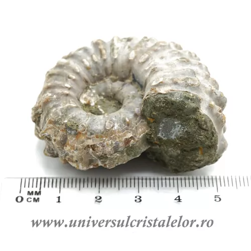 Amonit douvilleiceras