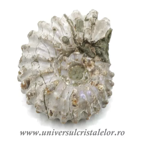 Amonit douvilleiceras