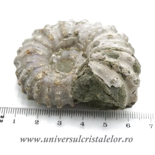 Amonit douvilleiceras