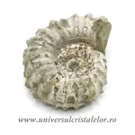 Amonit douvilleiceras Amonit douvilleiceras