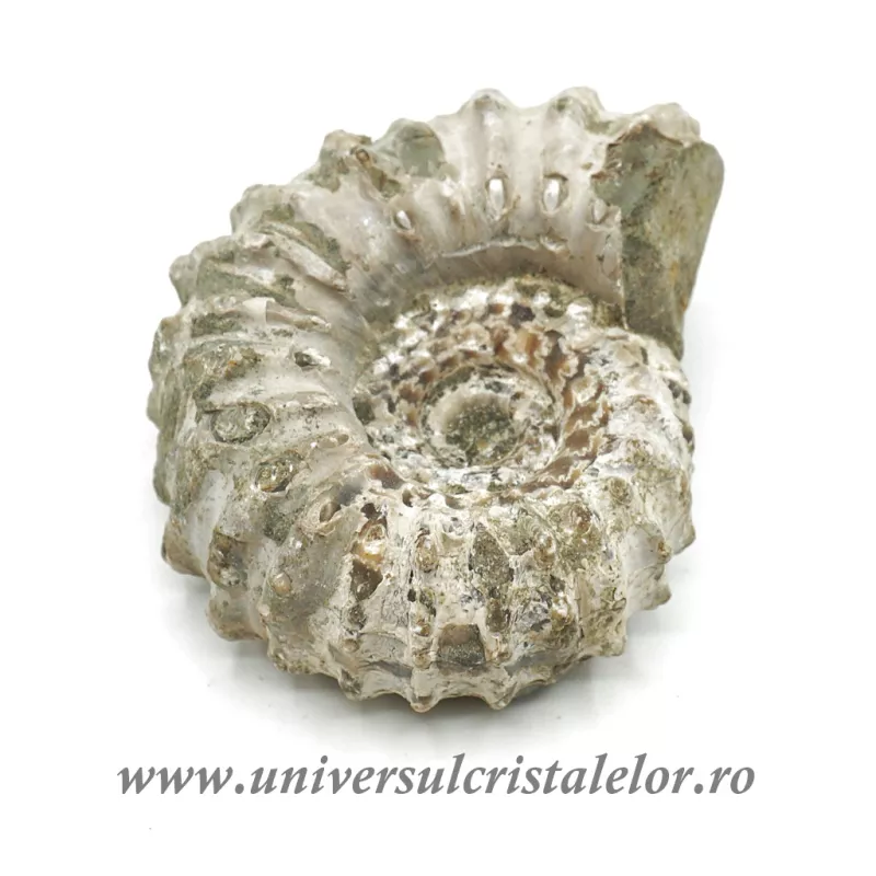 Amonit douvilleiceras Amonit douvilleiceras
