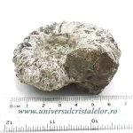 Amonit douvilleiceras Amonit douvilleiceras