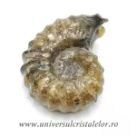 Amonit douvilleiceras