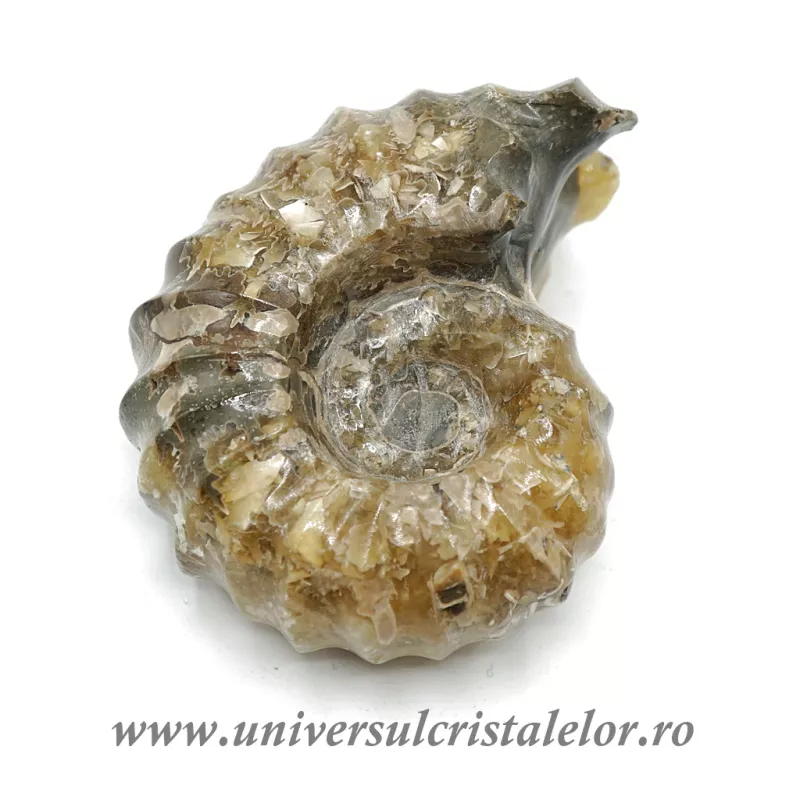 Amonit douvilleiceras