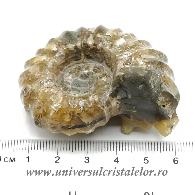 Amonit douvilleiceras