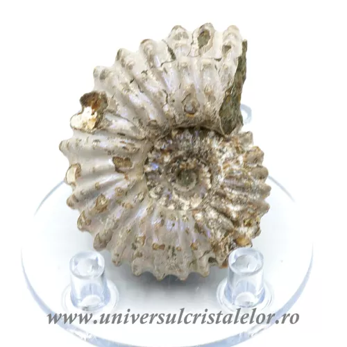 Amonit douvilleiceras