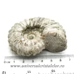 Amonit douvilleiceras Amonit douvilleiceras