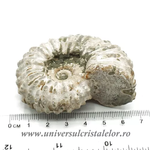 Amonit douvilleiceras Amonit douvilleiceras